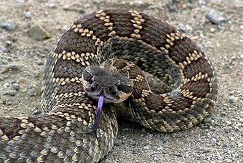 South Pacific rattlesnake